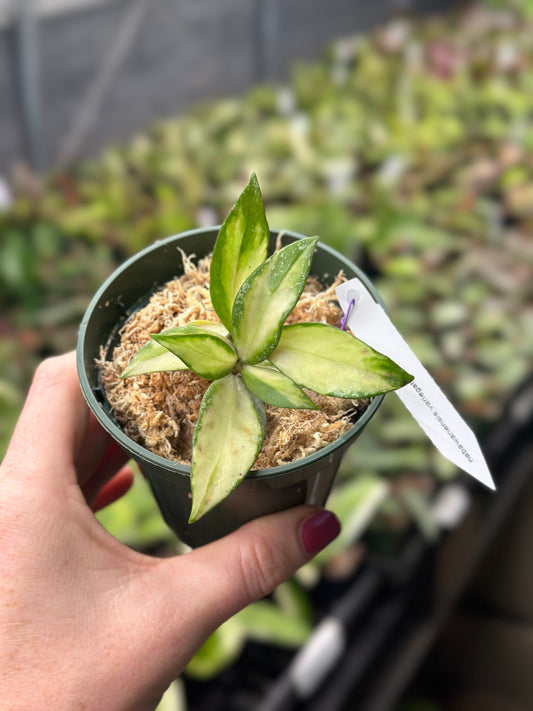 Hoya Nabawanensis Variegated