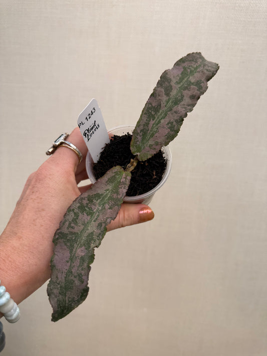 Hoya Silver Undulata