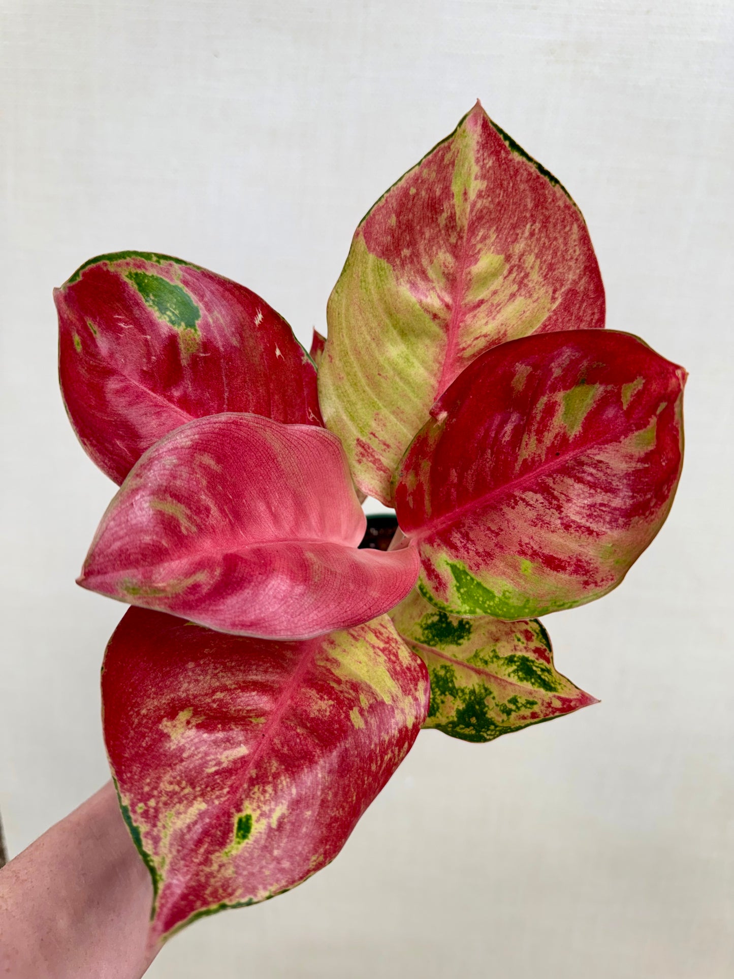Aglaonema Hello Kitty
