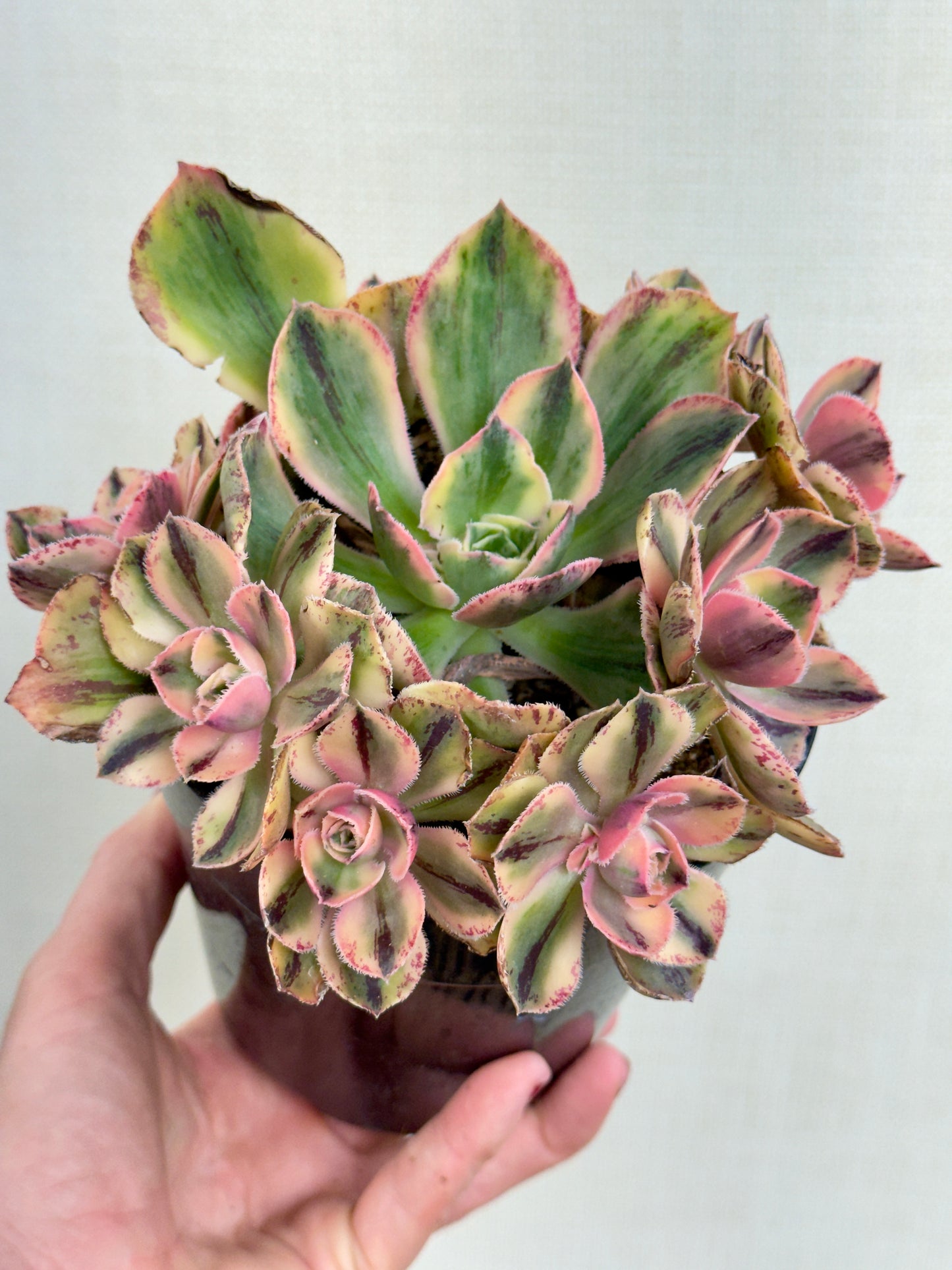 Aeonium Blue Procelain