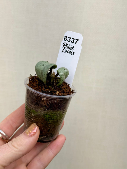 Hoya Jodie’s Silver