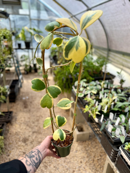 Variegated Kerrii Hearts