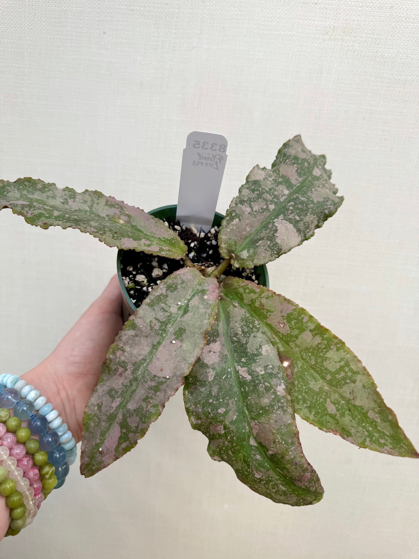 Hoya Silver Undulata