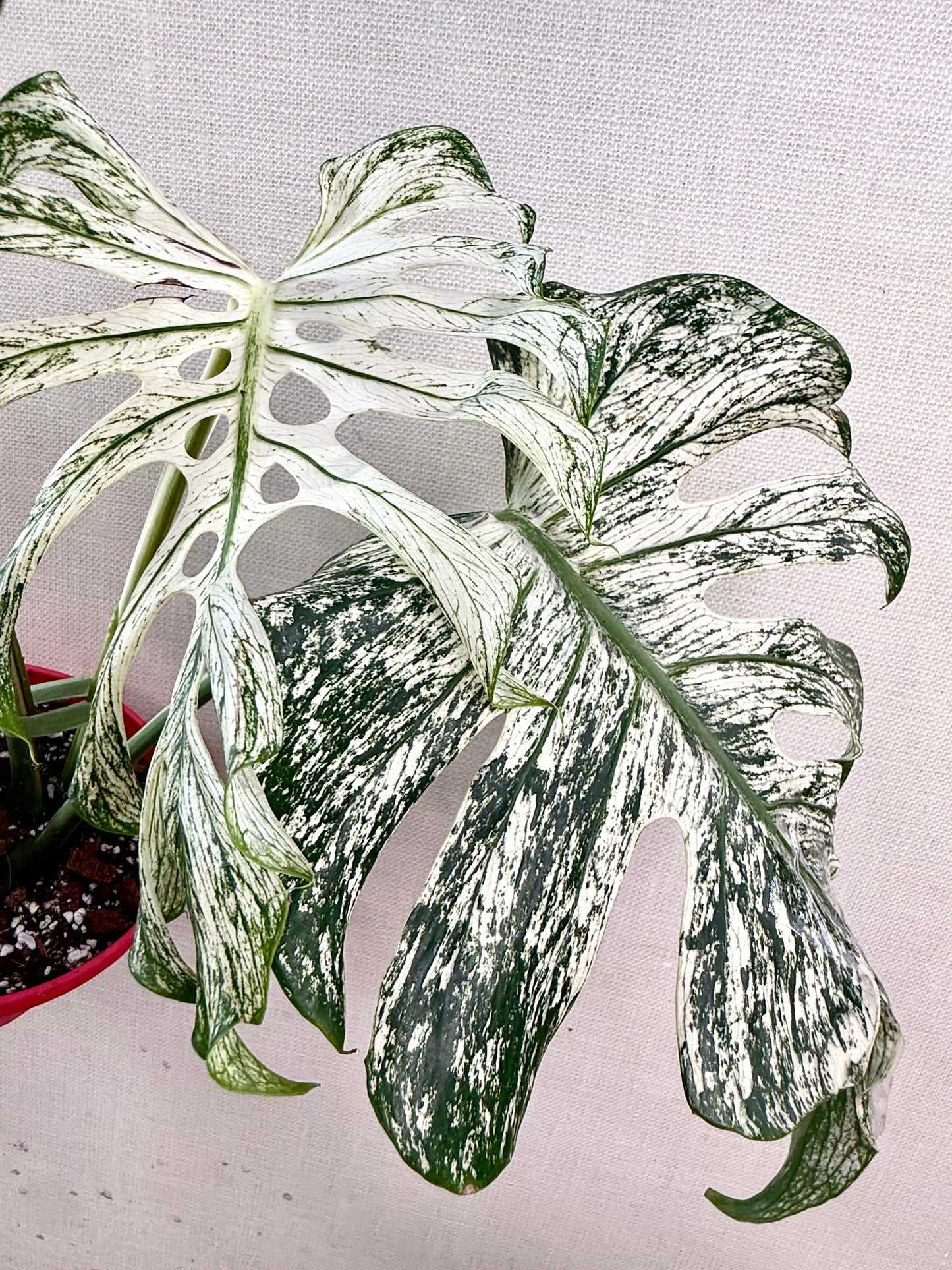 Monstera Devil