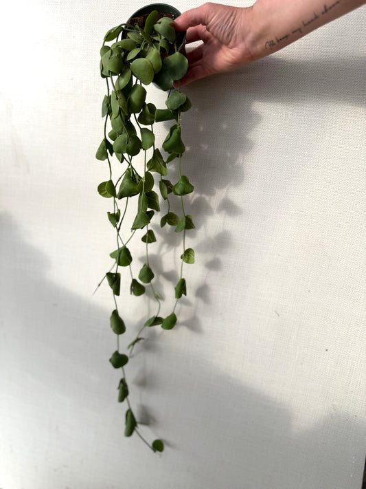 Dischidia Platyphylla