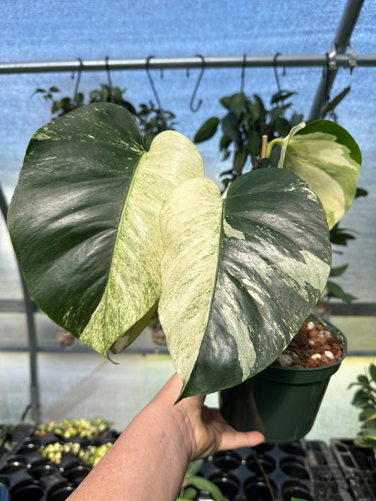 Monstera Mint