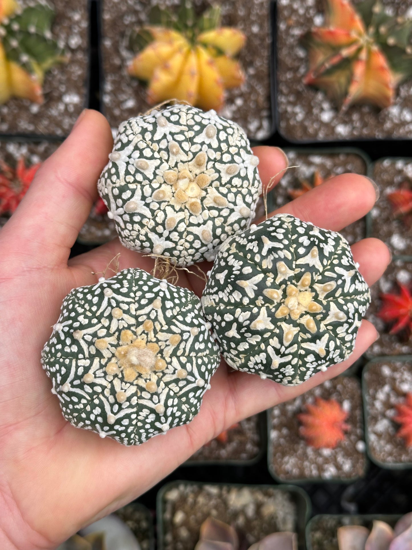 Astrophytum Asterias Variegata Cactus