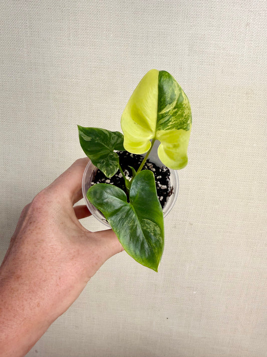 Philodendron Goeldii Variegated