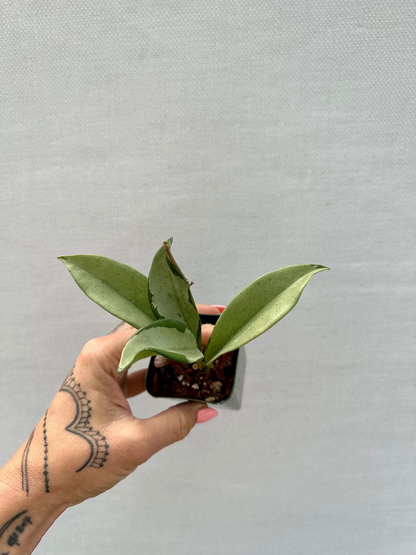 Hoya AH-074 Silver