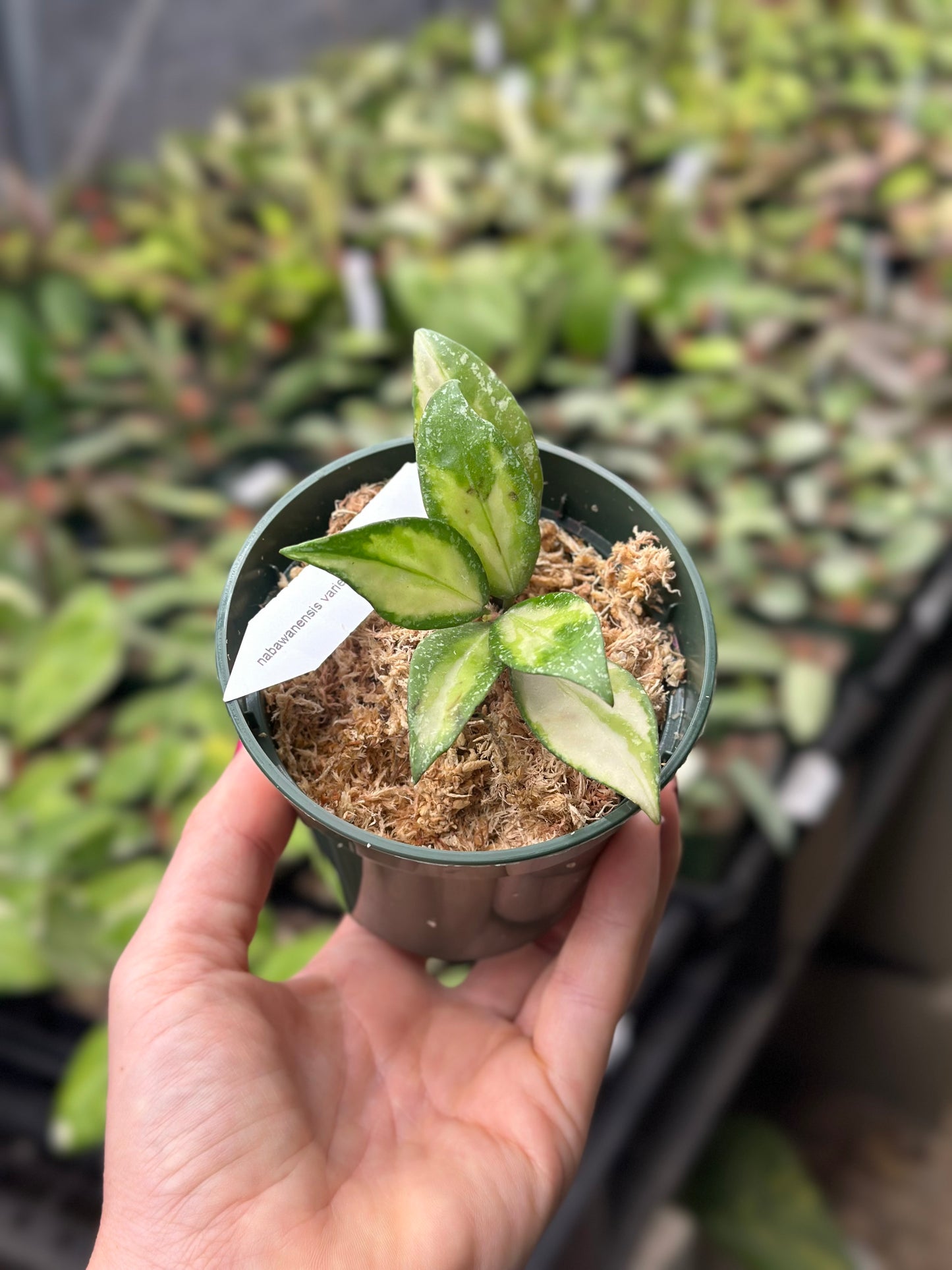 Hoya Nabawanensis Variegated