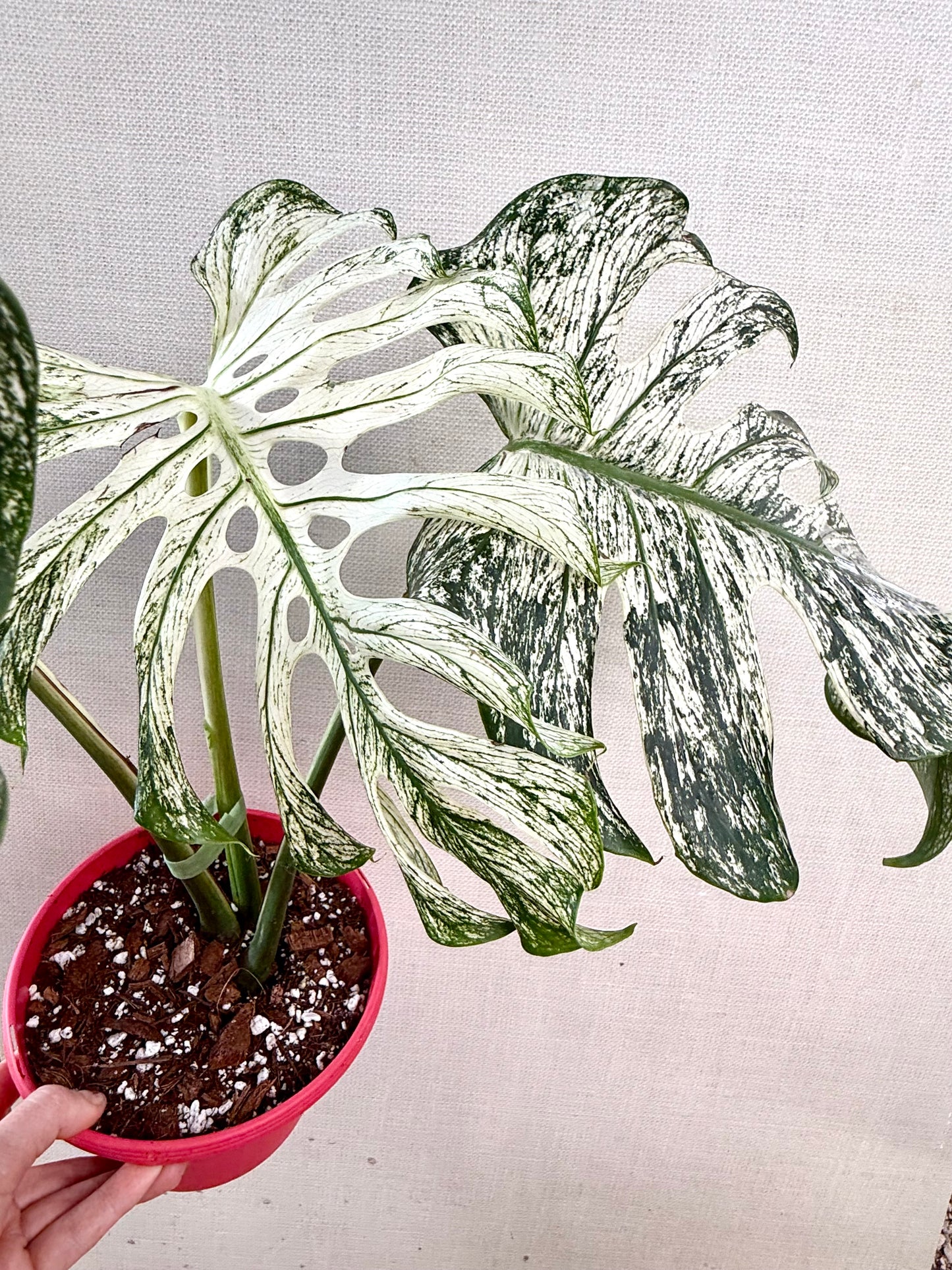 Monstera Devil