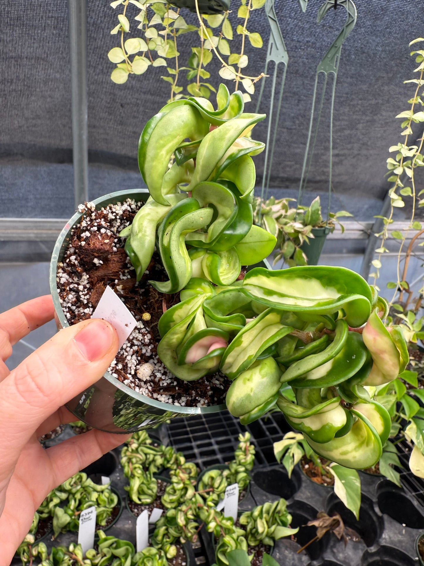 Mauna Loa Compacta Rope