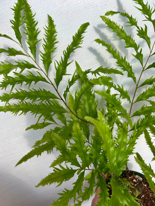 Drynaria Rigidula Fern