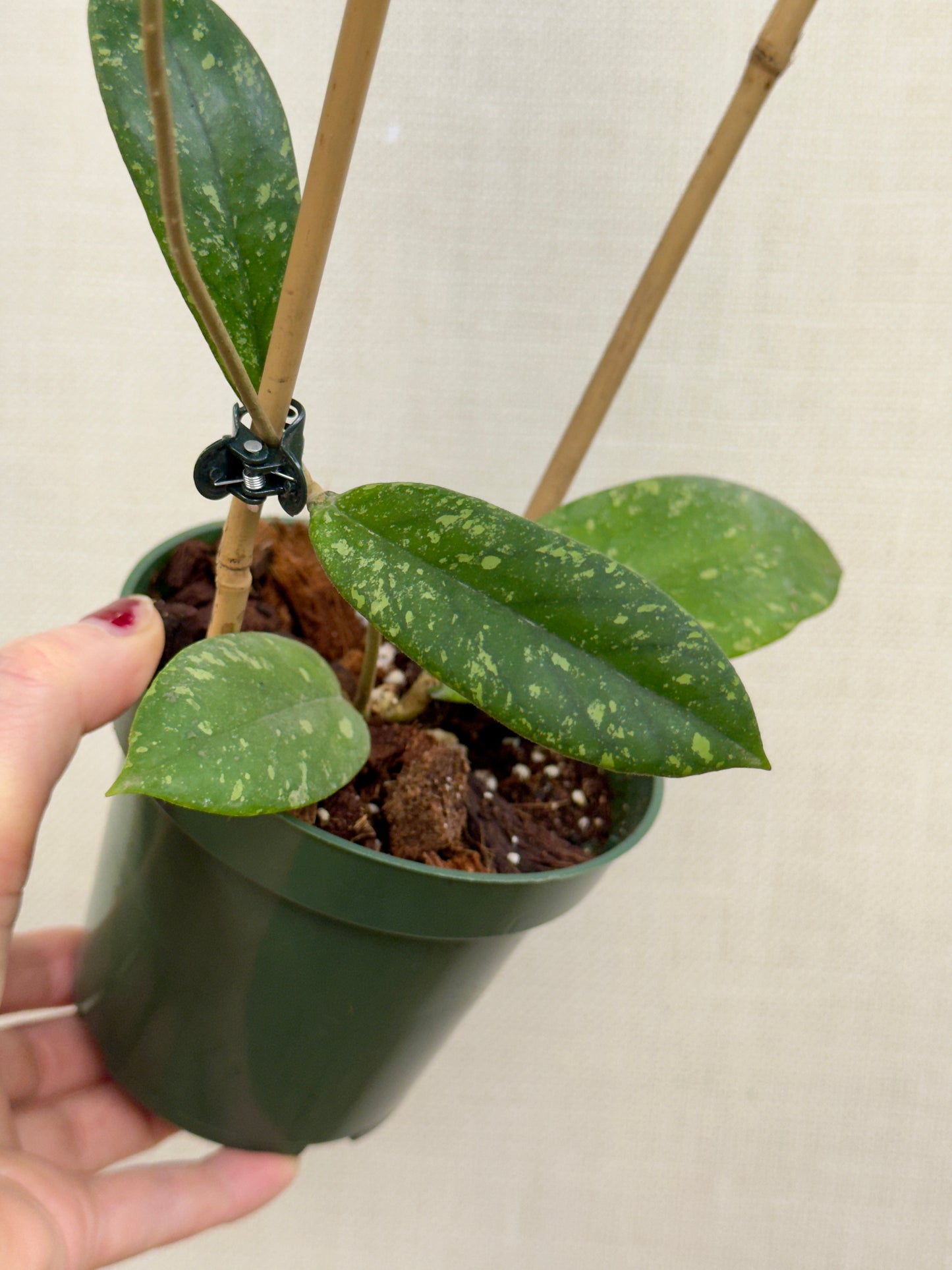 Vitellinoides Splash