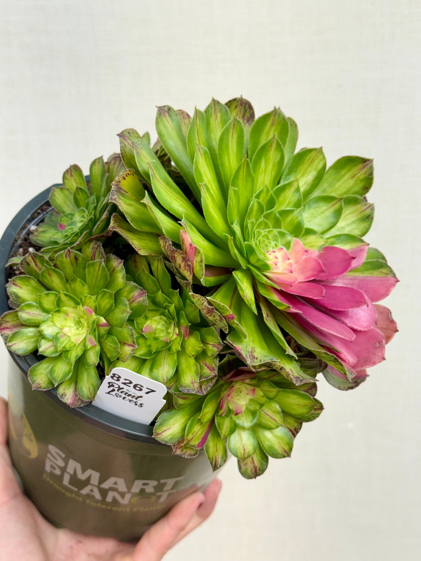 Aeonium Ultralight