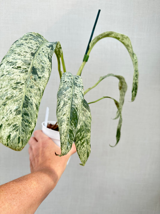 Variegated Epipremnum Giganteum