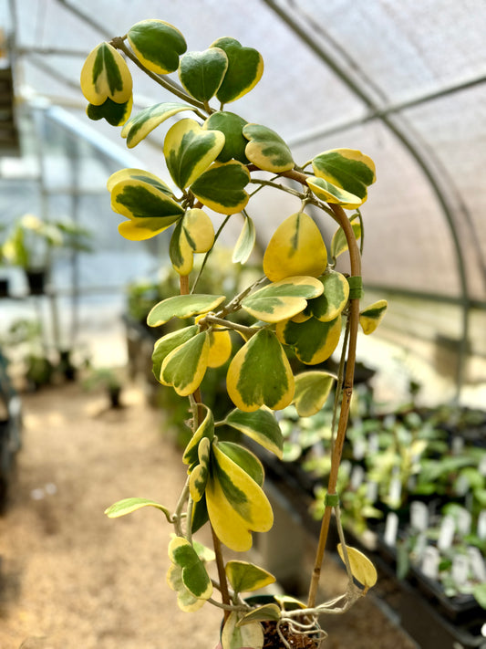 Variegated Kerrii Hearts