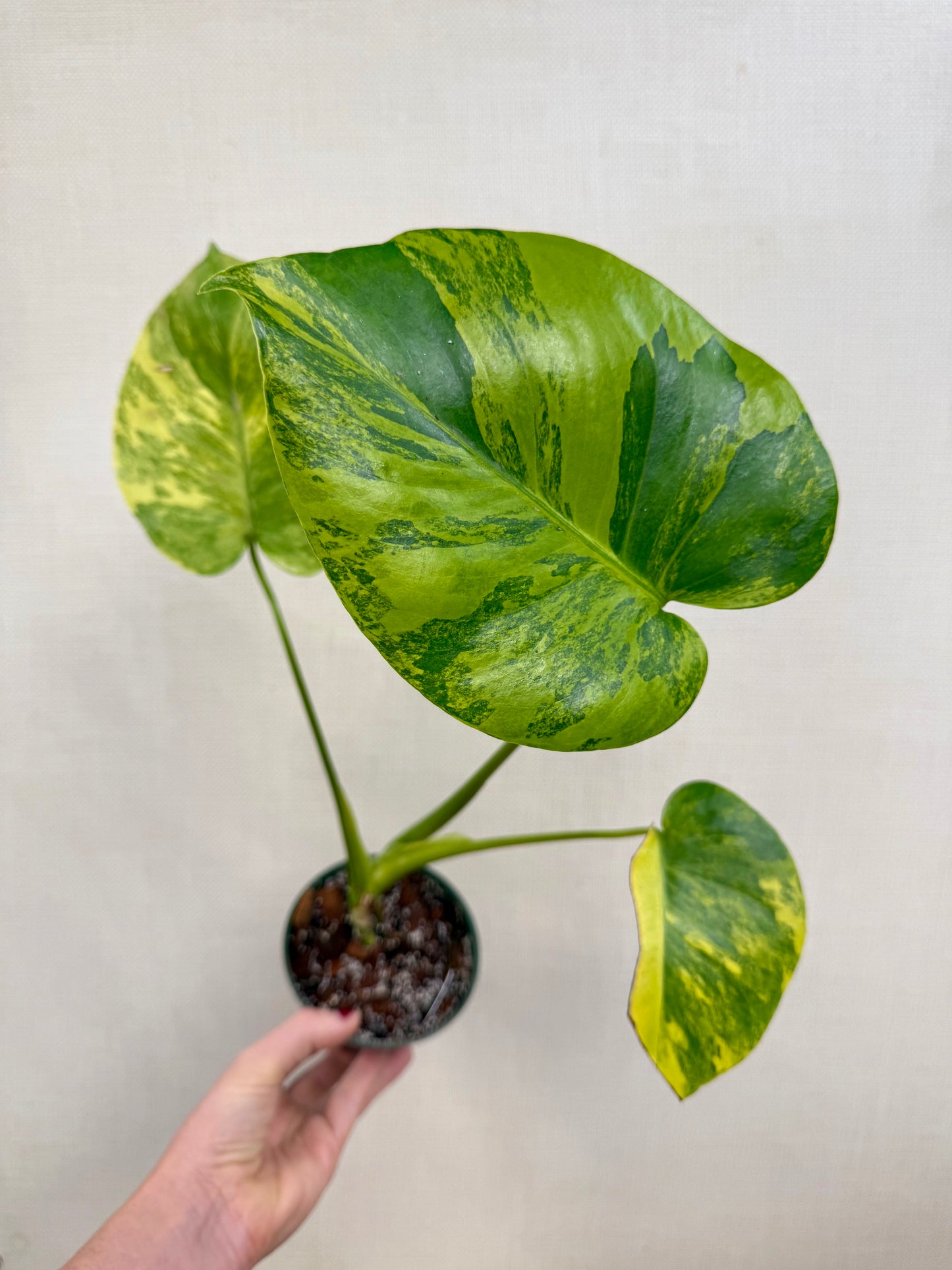 Monstera Yellow Marilyn