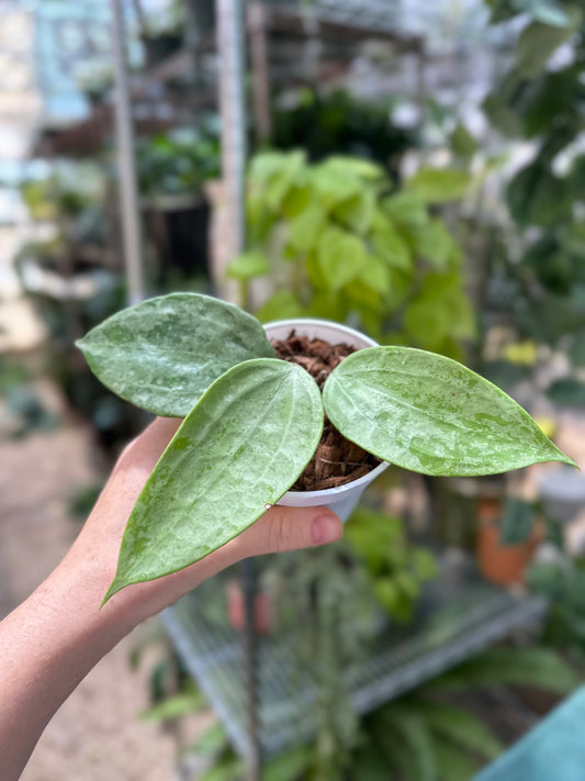 Latifolia Silver