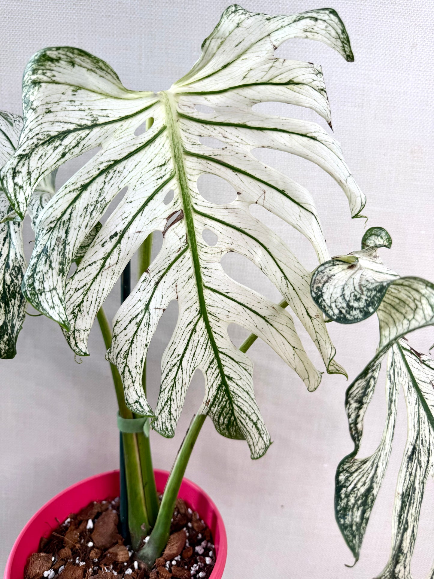 Monstera Devil