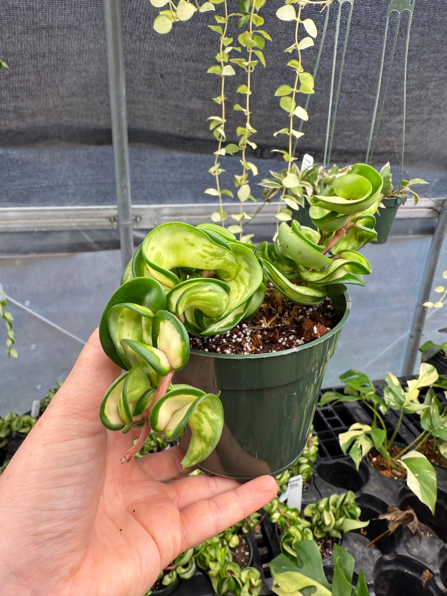 Mauna Loa Compacta Rope