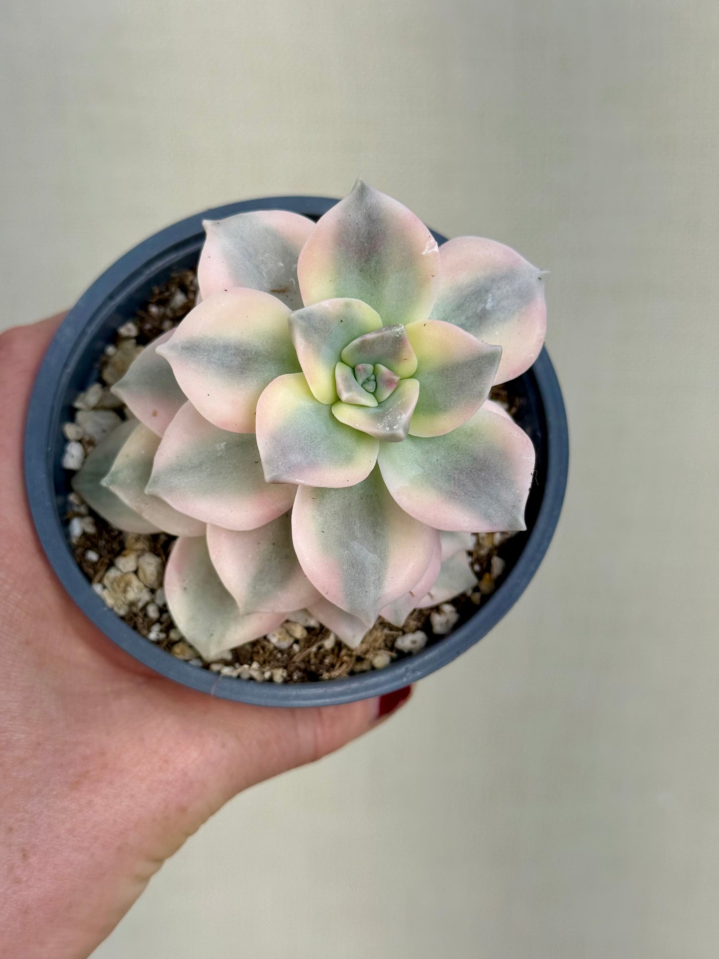 Echeveria Purple Delight