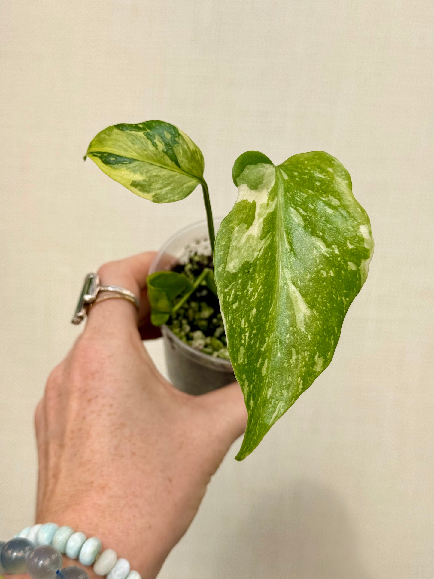 Monstera Electrolyte