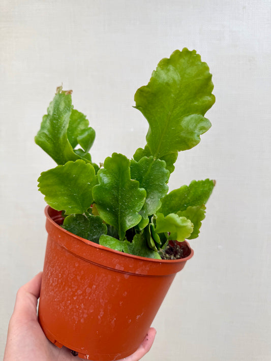 Rhipsalis Oblonga
