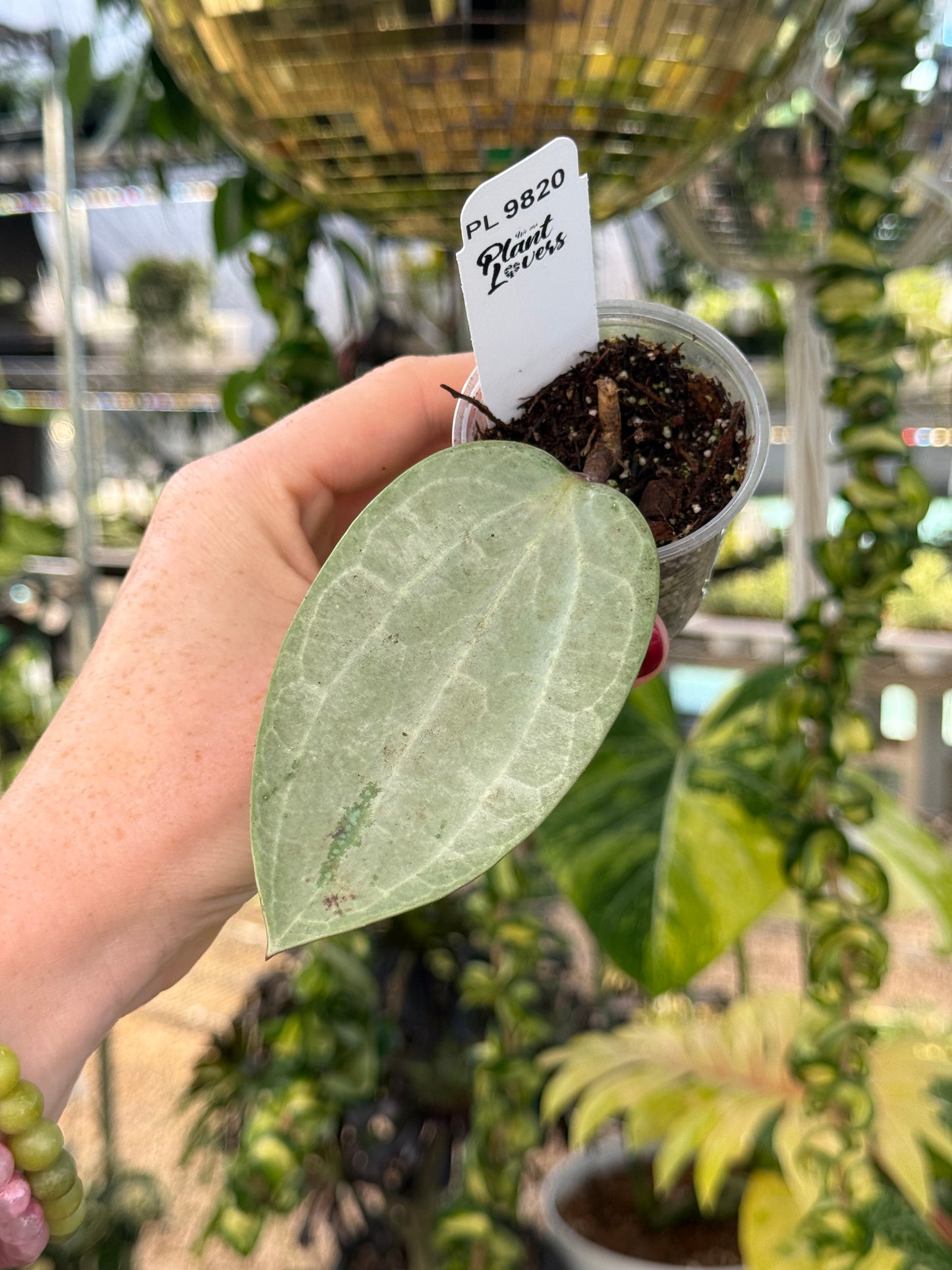 Hoya Latifolia Silver