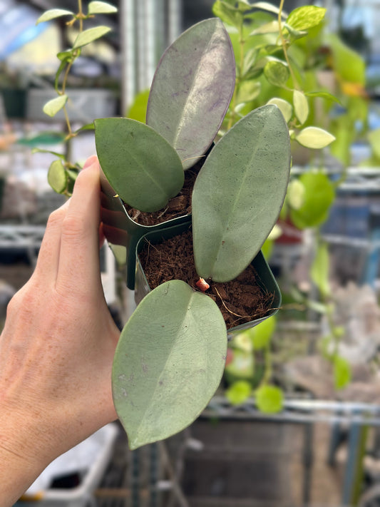 Hoya Silver Dollar