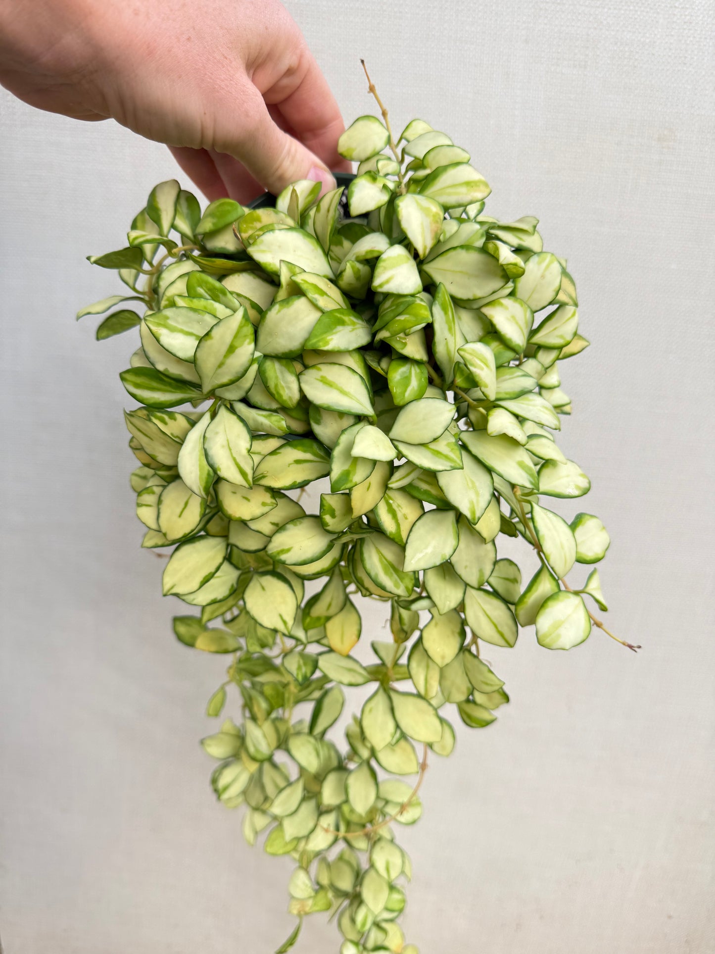 Hoya Heuschkeliana Variegated