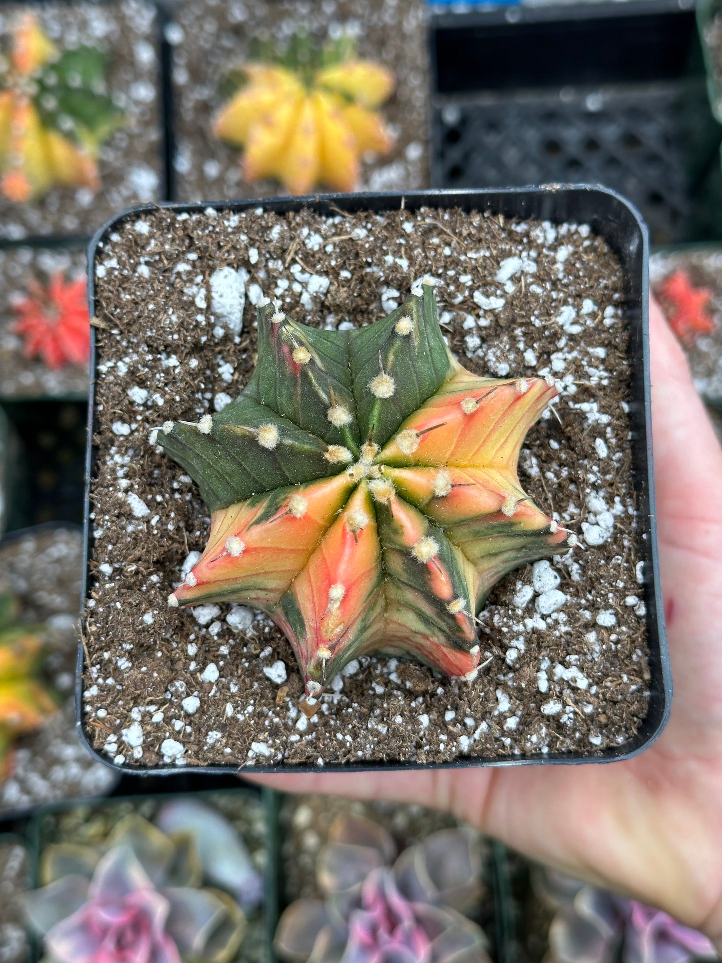 Gymnocalycium Cactus