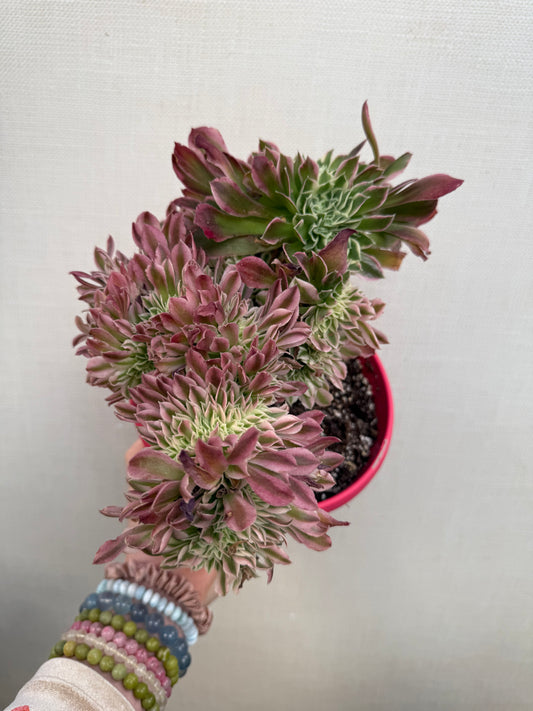Aeonium White Phoenix Crested