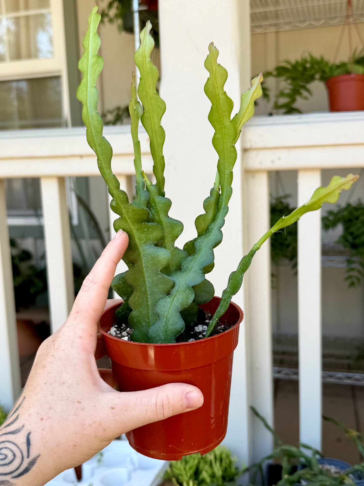 Ric Rac Cactus