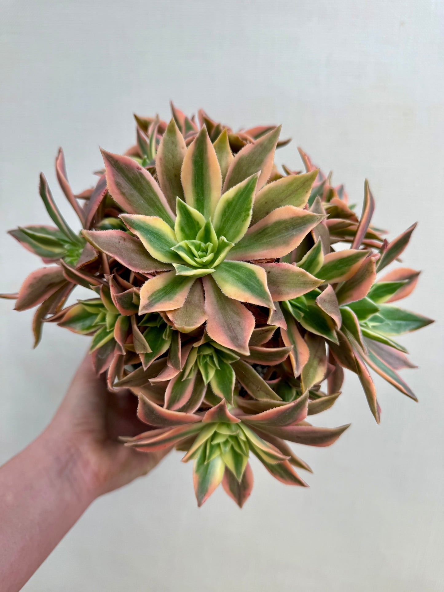 Aeonium Japanese Maple