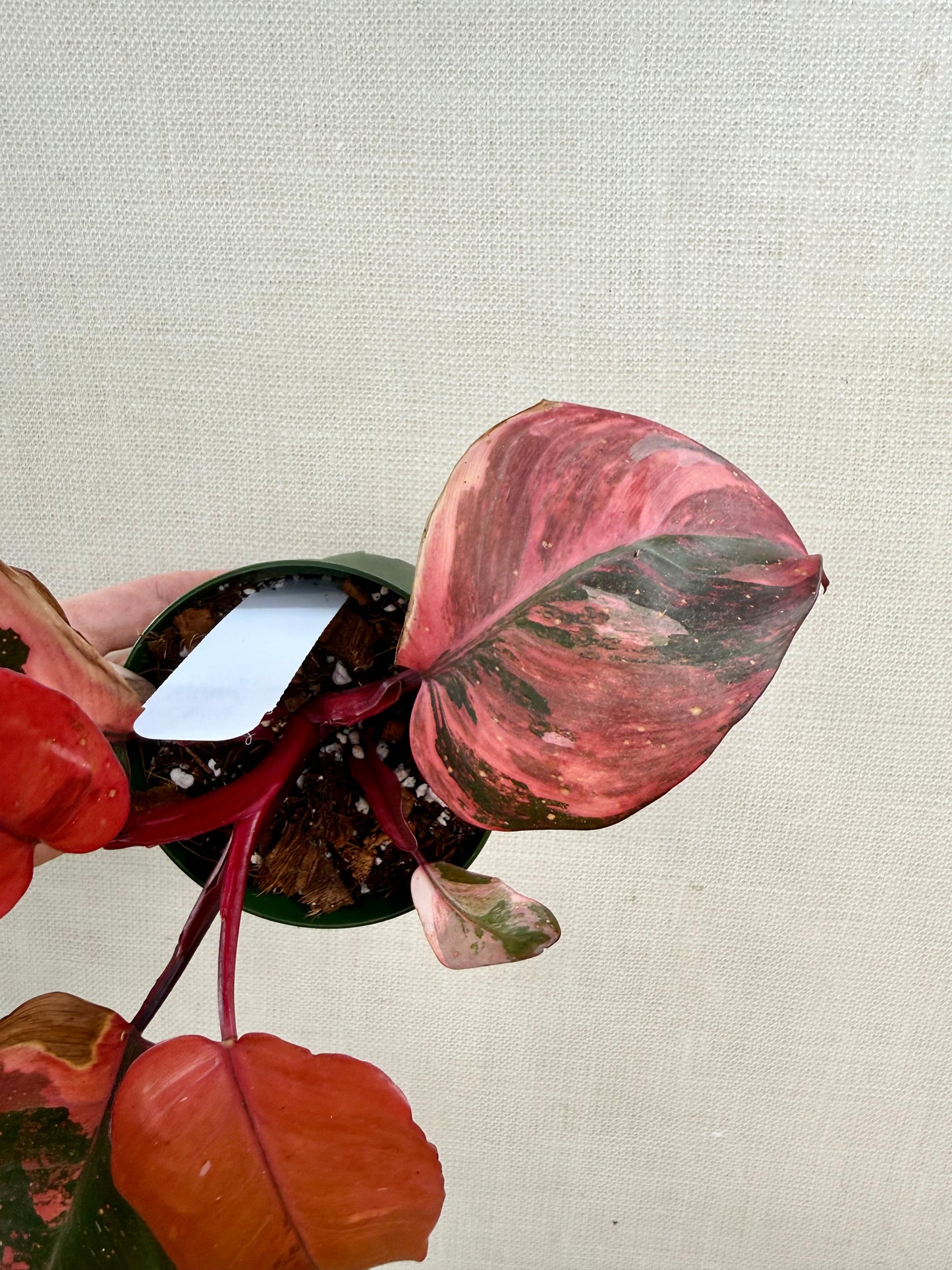 Philodendron Princess of Fire