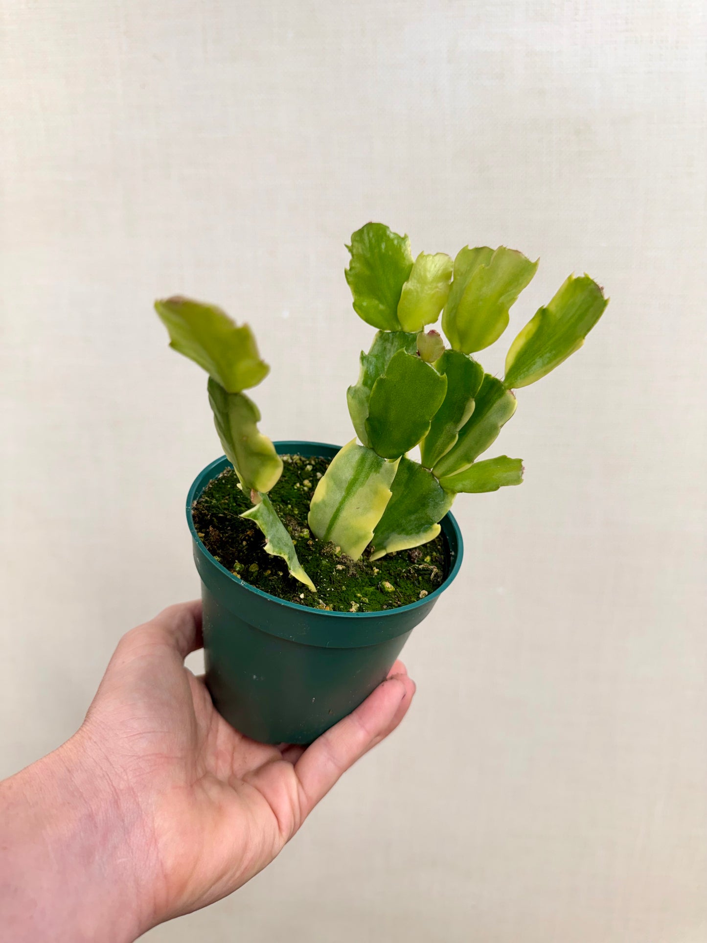 Variegated Thanksgiving Cactus