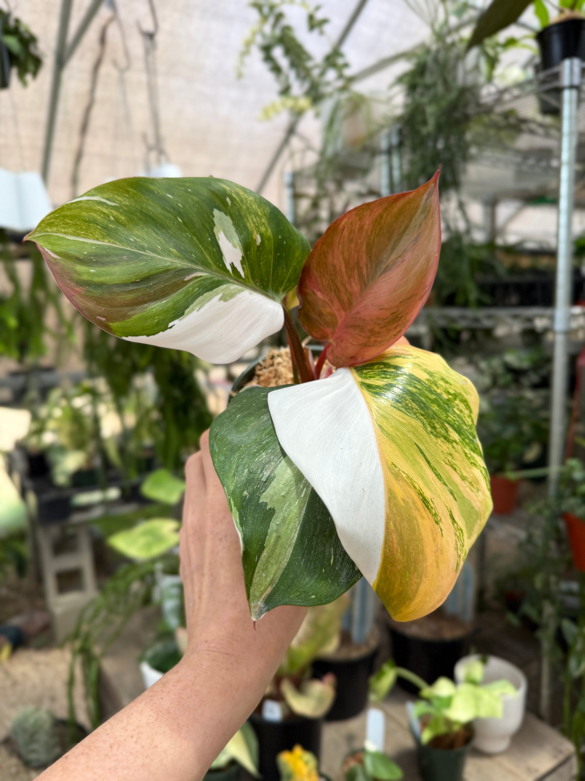 philodendron tricolor White Knight Tricolor – We Are Plant Lovers