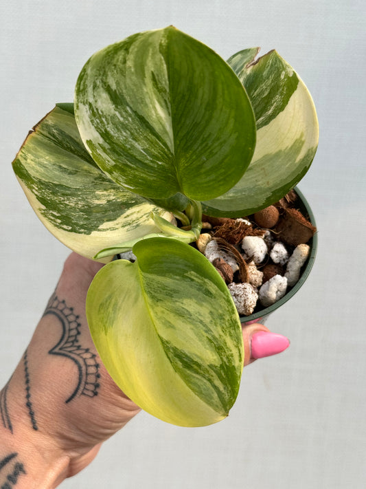 Scindapsus Rubicon Variegated