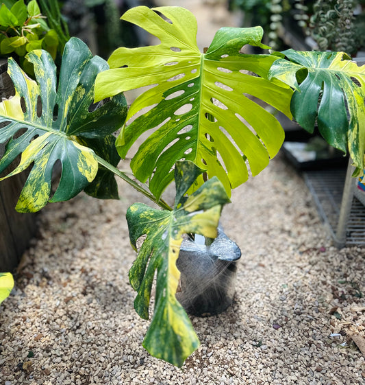 Monstera Yellow Marilyn