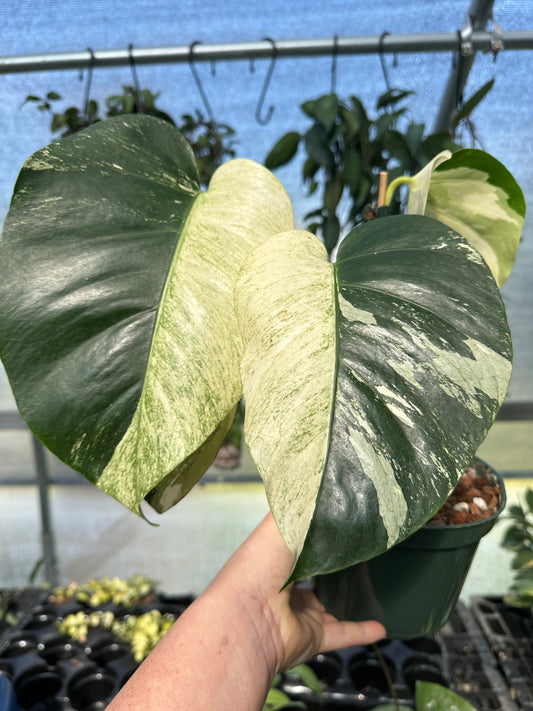 Monstera Mint