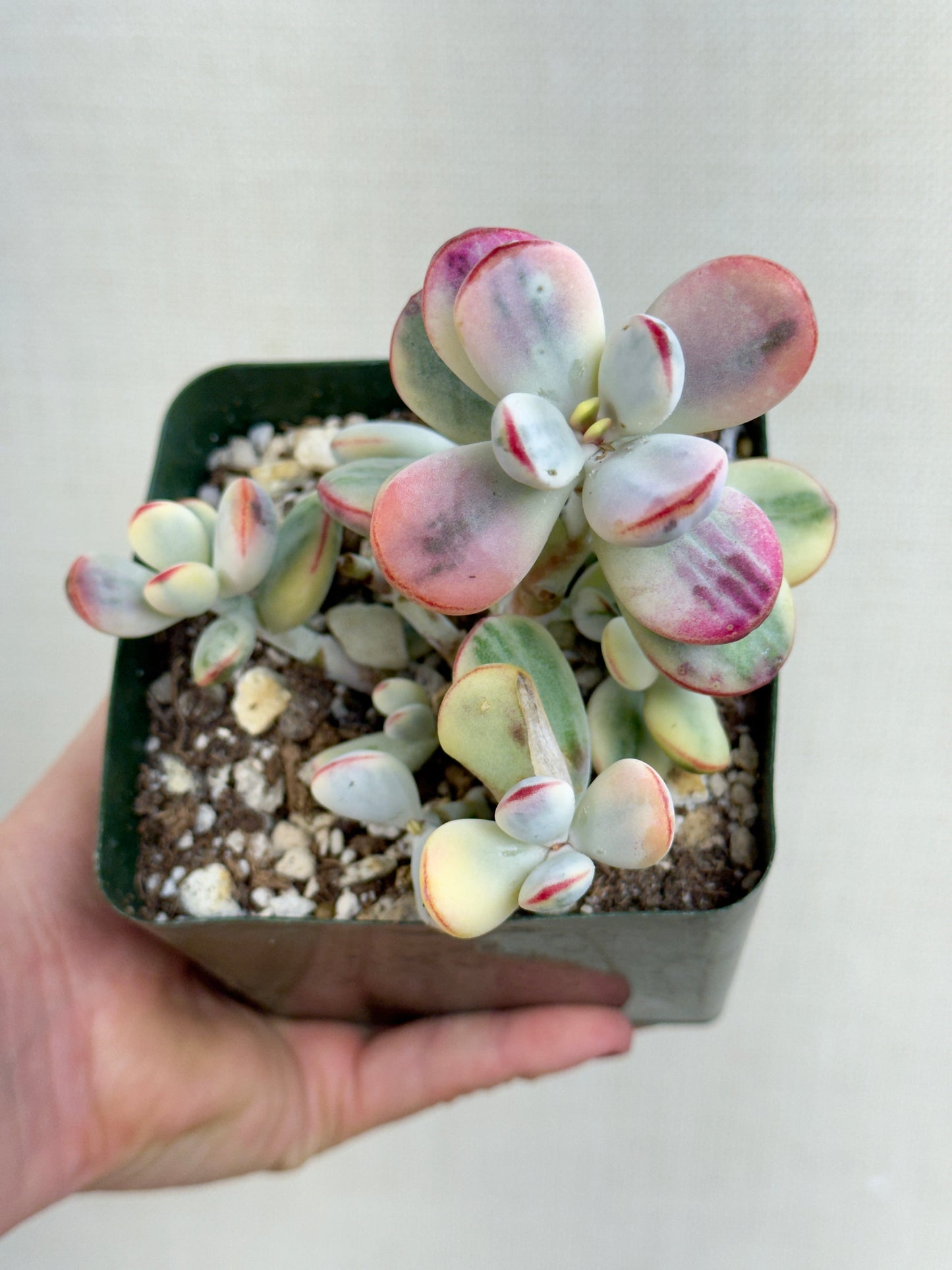 Variegated Cotelydon