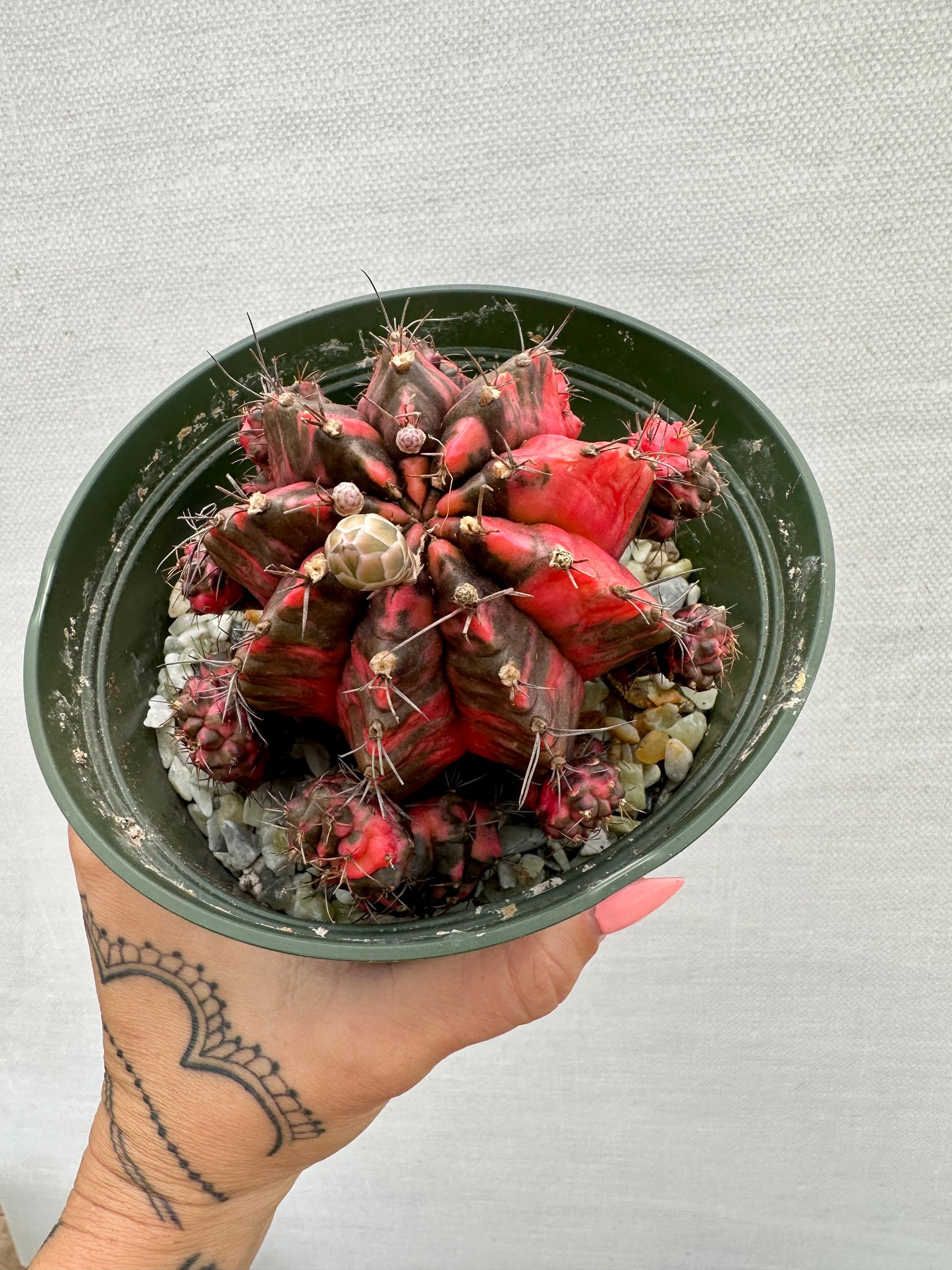 Gymnocalycium Cactus