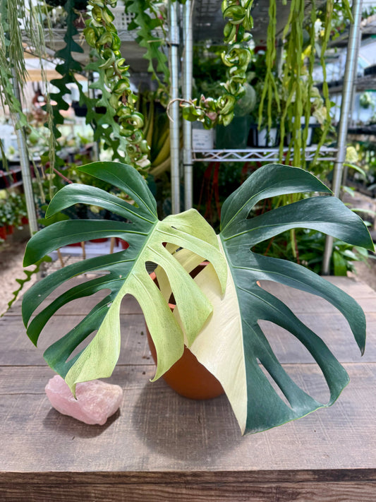 Monstera Mint