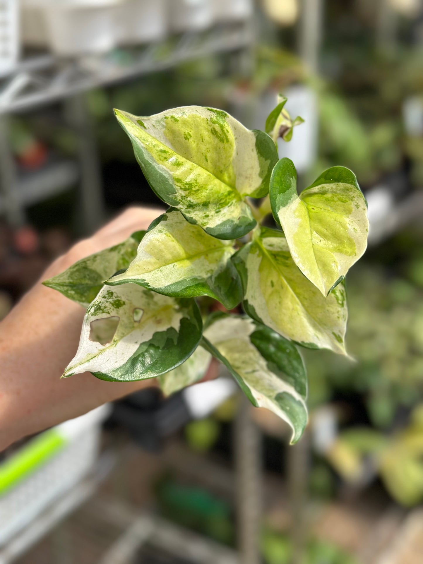 Global Japan Pothos