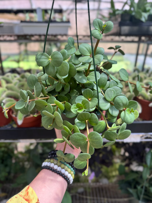 Peperomia Hope