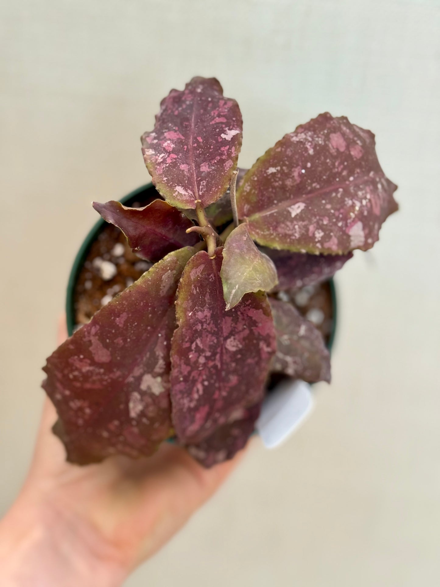Hoya Undulata
