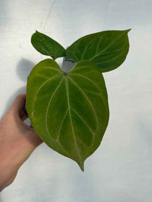 Anthurium Golden HU