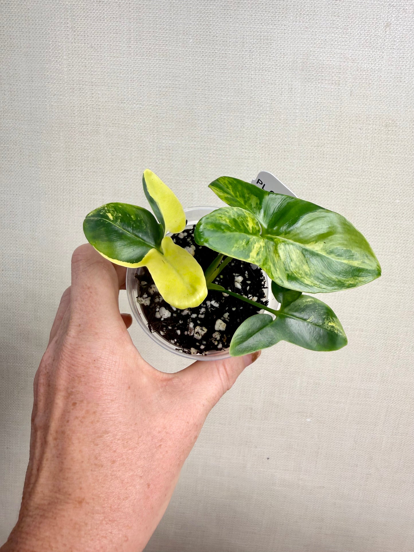 Philodendron Goeldii Variegated