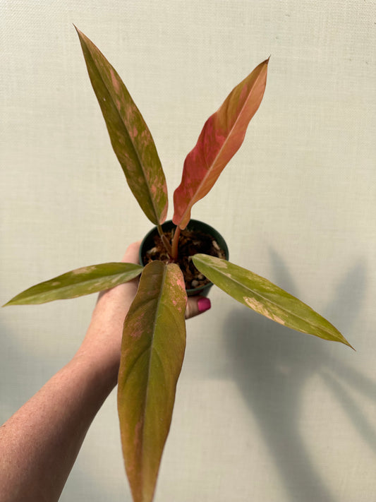 Philodendron Carmel Marble Variegated